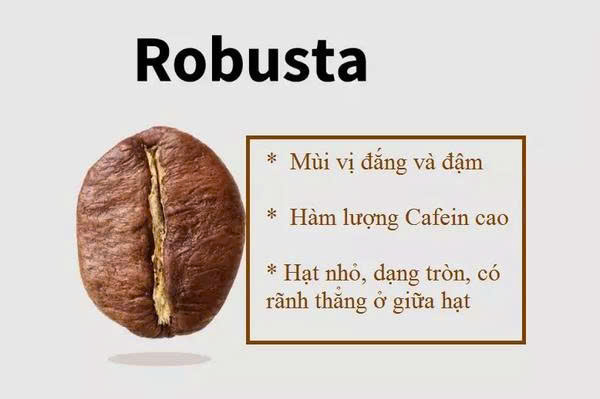 Robusta