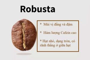 Robusta